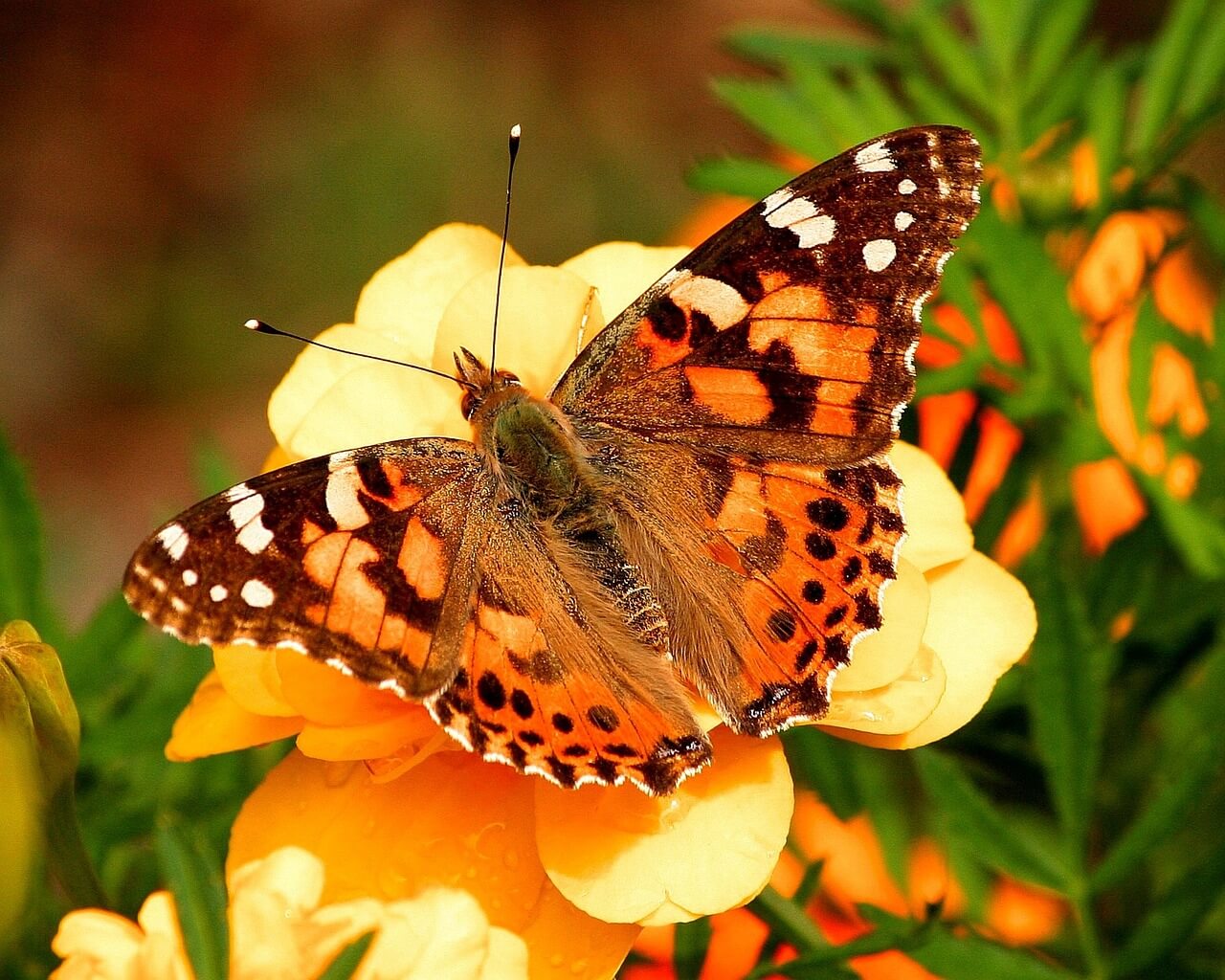 Borboleta Laranja E Preta Descubra O Significado Espiritual