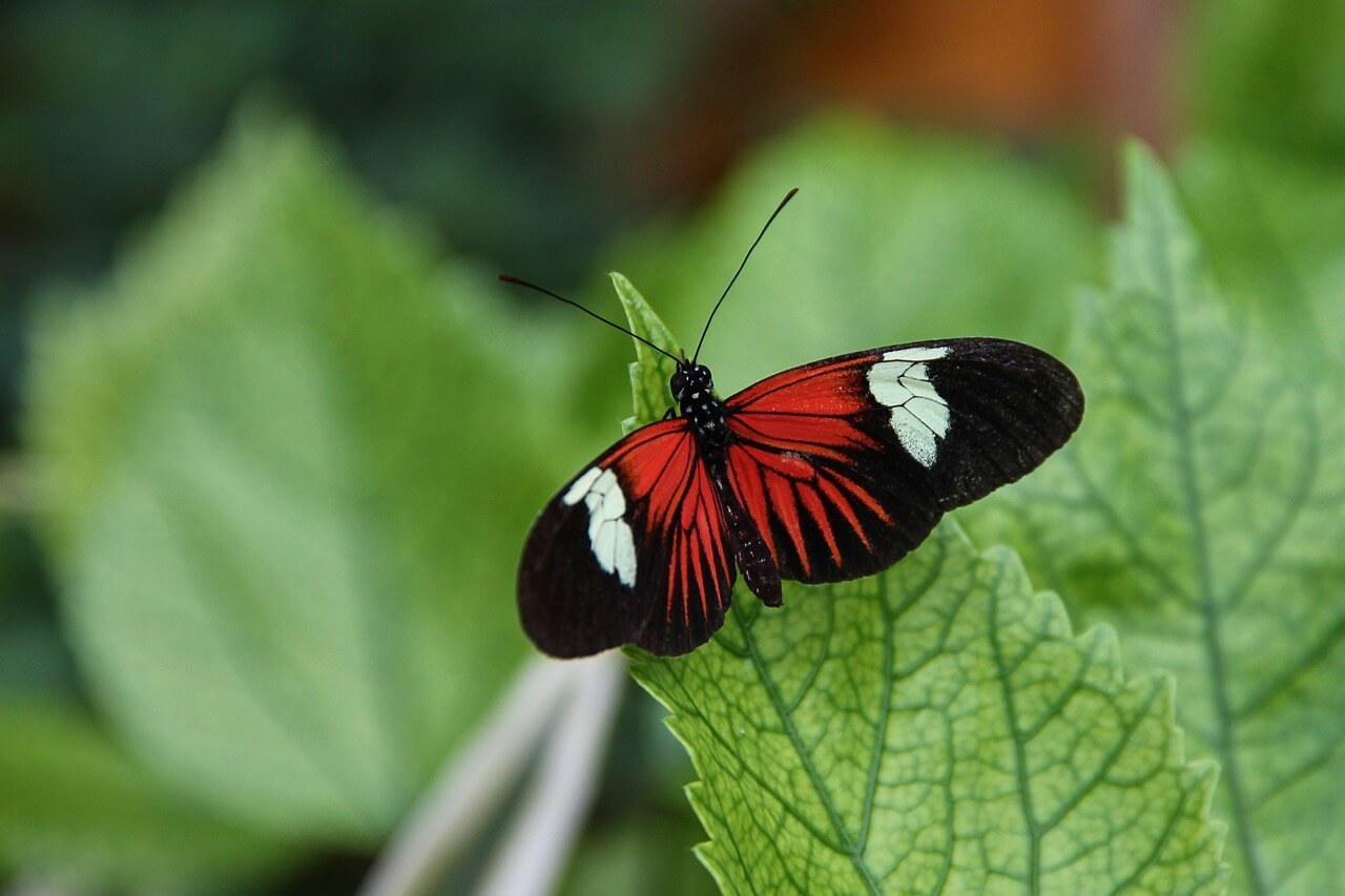 Borboleta Laranja E Preta Descubra O Significado Espiritual