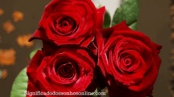 You are currently viewing ▷ Sonhar Com Rosas Vermelhas é Mau Presságio?