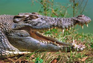 Read more about the article ▷ Sonhar Com Crocodilo – Significados Reveladores