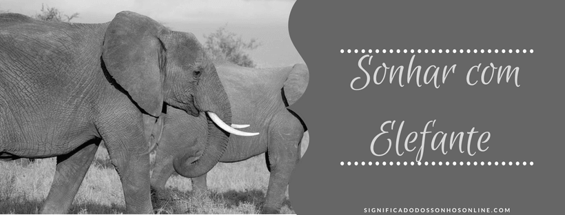You are currently viewing ▷ O Que Significa Sonhar Com Elefante?
