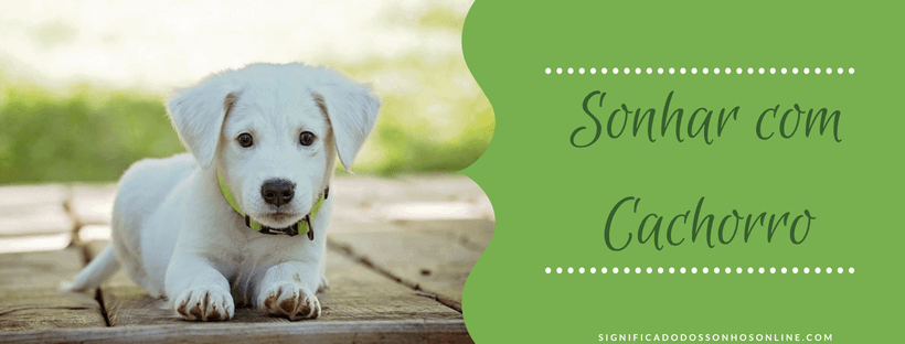 You are currently viewing ▷ 71 Significados de Sonhar com Cachorro