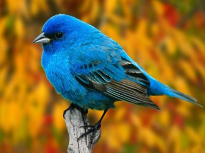 You are currently viewing ▷ Sonhar Com Pássaro Azul – O Que Significa?
