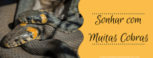 Read more about the article ▷ Sonhar Com Muitas Cobras 【Tudo o que você precisa saber】