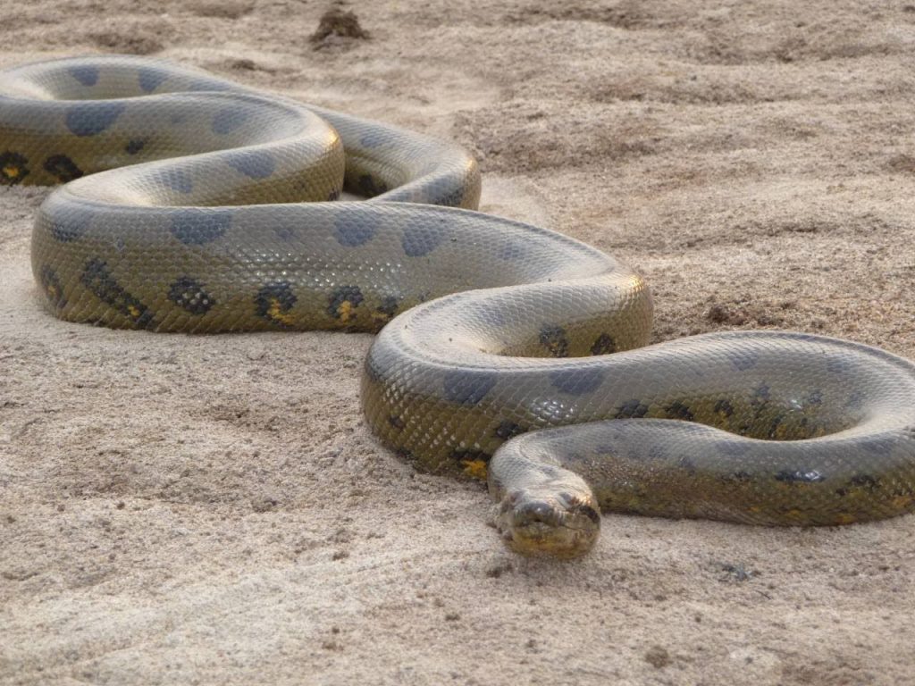 ▷ Sonhar Com Cobra Significa Traição? DESCUBRA AQUI!