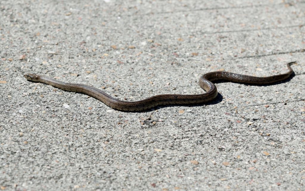 ▷ Sonhar Com Cobra Significa Traição? DESCUBRA AQUI!