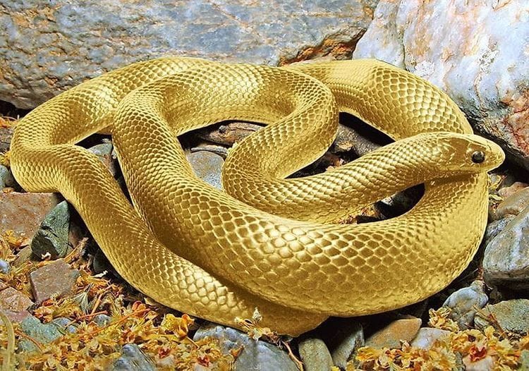 ▷ Sonhar Com Cobra Significa Traição? DESCUBRA AQUI!