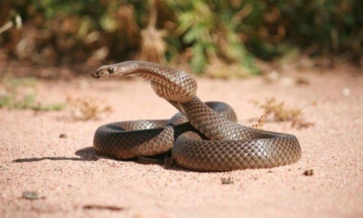 ▷ Sonhar Com Cobra Significa Traição? DESCUBRA AQUI!