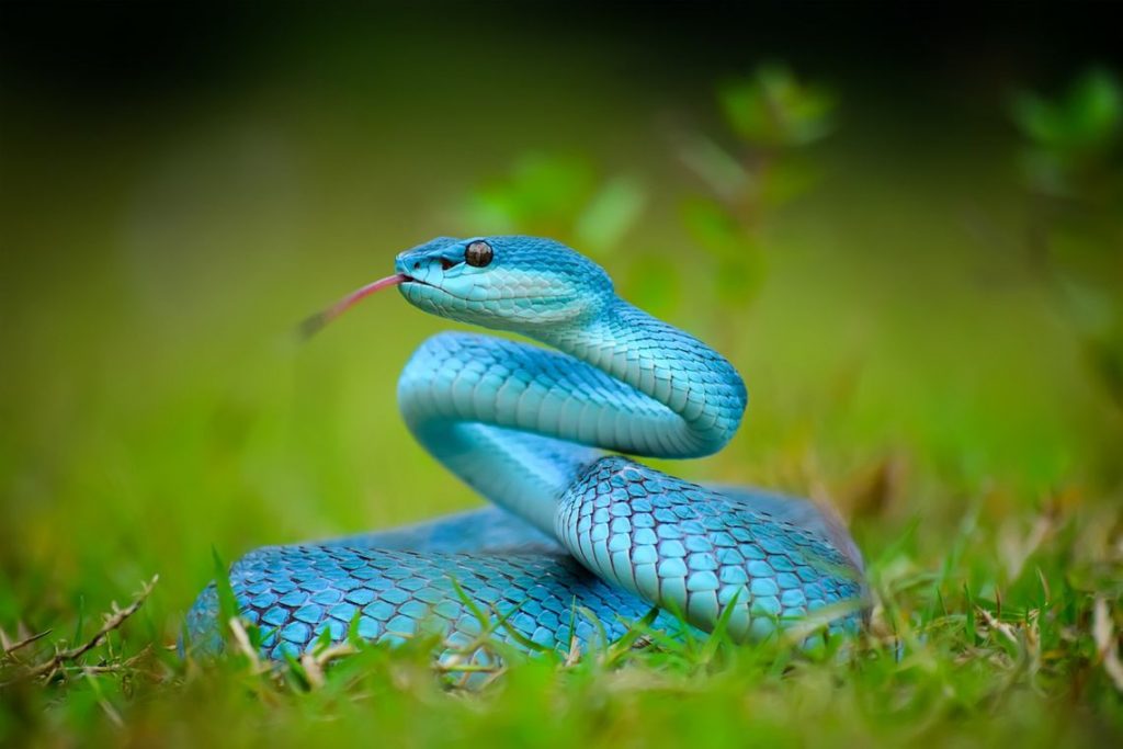 O que significa sonhar com cobra voando? Verde, amarela, coral e mais!