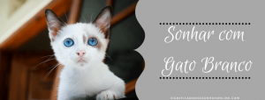 Read more about the article ▷ Sonhar com Gato Branco -【IMPERDÍVEL】