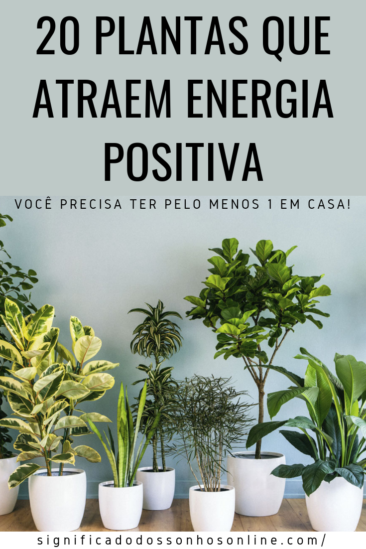 You are currently viewing 20 Plantas Que Atraem Energia Positiva – Você Precisa Ter Pelo Menos 1 Em Casa!