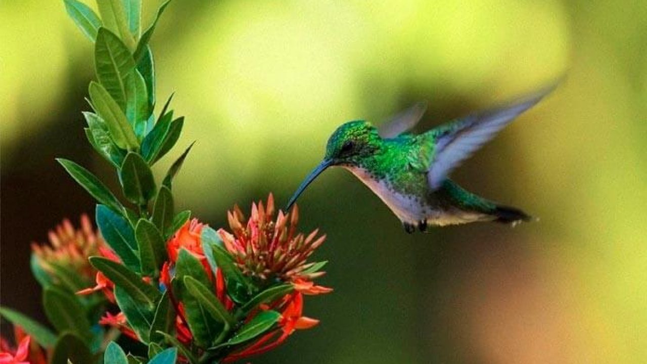 O Que Significa Beija Flor Entra Pela Porta Da Cozinha | brwallpaper.co