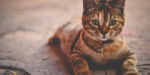 Read more about the article Você Sabia Que Gatos São Mestres Espirituais? Veja Como Se Conectar Espiritualmente Com Um Gato