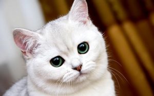 Read more about the article O Que Significa Quando Um Gato Branco Cruza Seu Caminho?