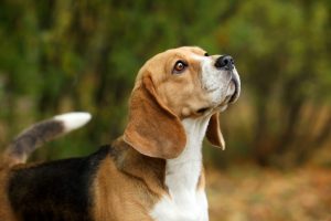 Read more about the article O Cachorro Curioso: Uma História De Reflexão Sobre o Destino e a Vida