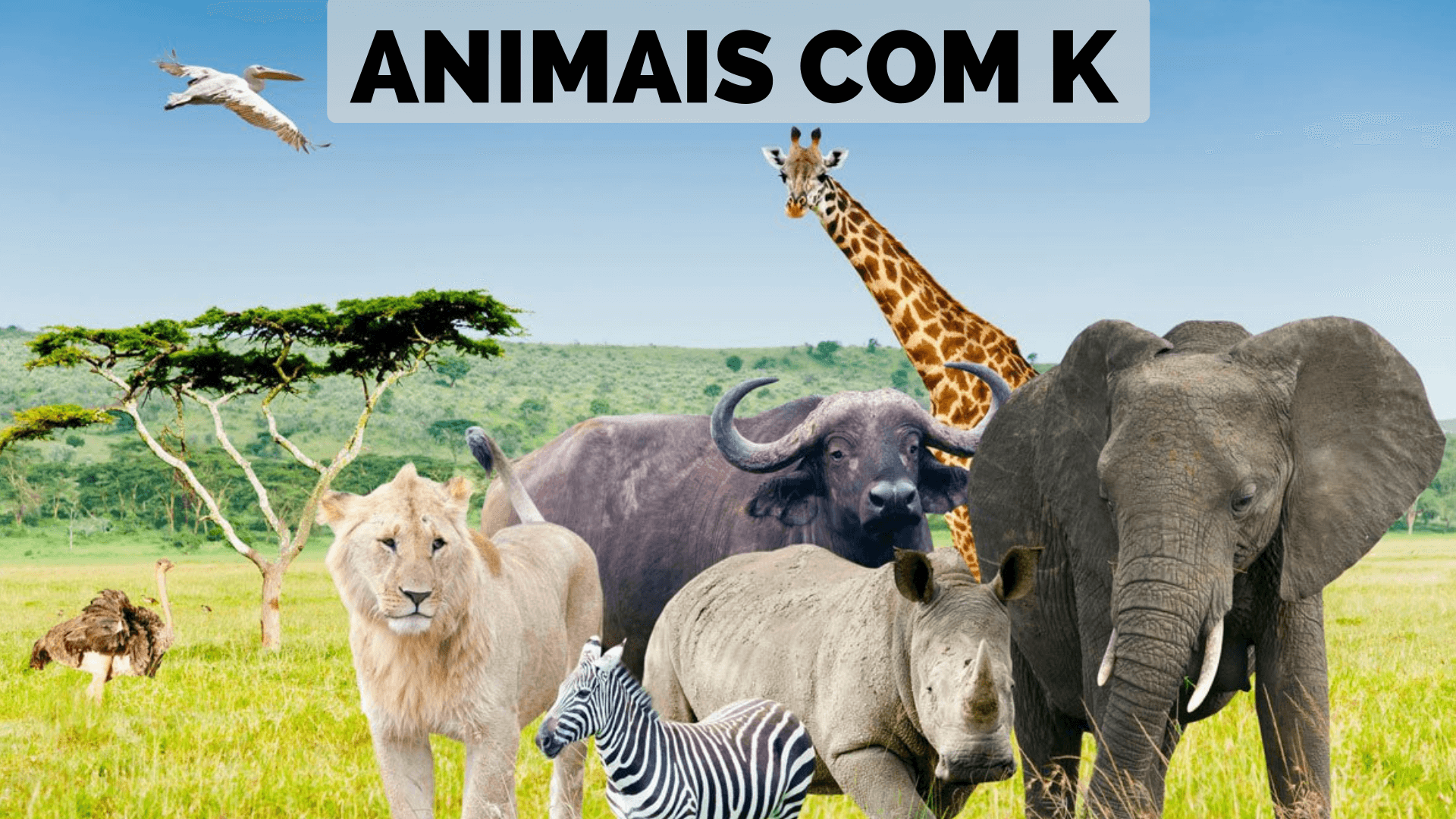 Animais Com K 【Lista Completa】