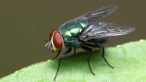 Read more about the article Qual o significado espiritual de ter moscas em casa?