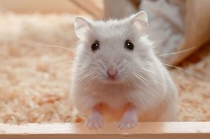 Read more about the article ▷ Sonhar Com Hamster (7 Significados Reveladores)