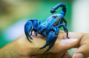Read more about the article ▷ Sonhar Com Escorpião Azul 【6 Significados Reveladores】