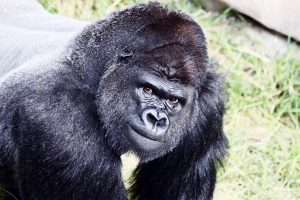Read more about the article ▷ Sonhar Com Gorila 【É mau presságio?】