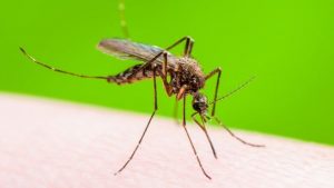 Read more about the article ▷ O Que Significa Sonhar Com Mosquito? (10 Significados)