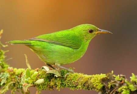 You are currently viewing ▷ Sonhar Com Pássaro Verde – O Que Significa?
