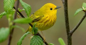 Read more about the article ▷ Sonhar Com Pássaro Amarelo 【8 Significados Reveladores】