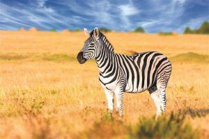 Read more about the article ▷ Sonhar Com Zebra 【É mau presságio?】