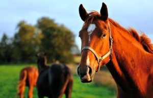 Read more about the article ▷ 6 Nomes De Cavalos De Filme – Escolha o seu preferido
