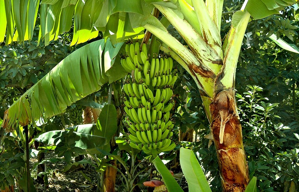 Arboles de platanos