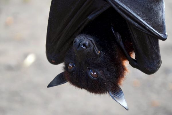 You are currently viewing ▷ Descubra o Significado Do Morcego No Espiritismo