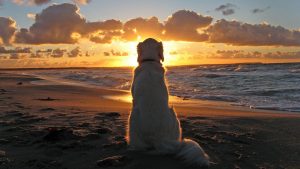 Read more about the article ▷ Cachorro Significado Espiritual (Tudo O’que Você Precisa Saber)