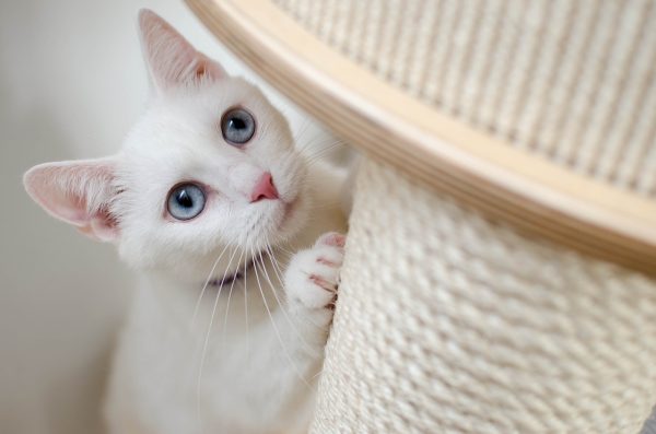 10 opções de nomes para gatos brancos