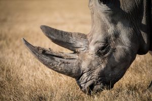 Read more about the article ▷ Sonhar Com Rinoceronte (Significa Sorte?)