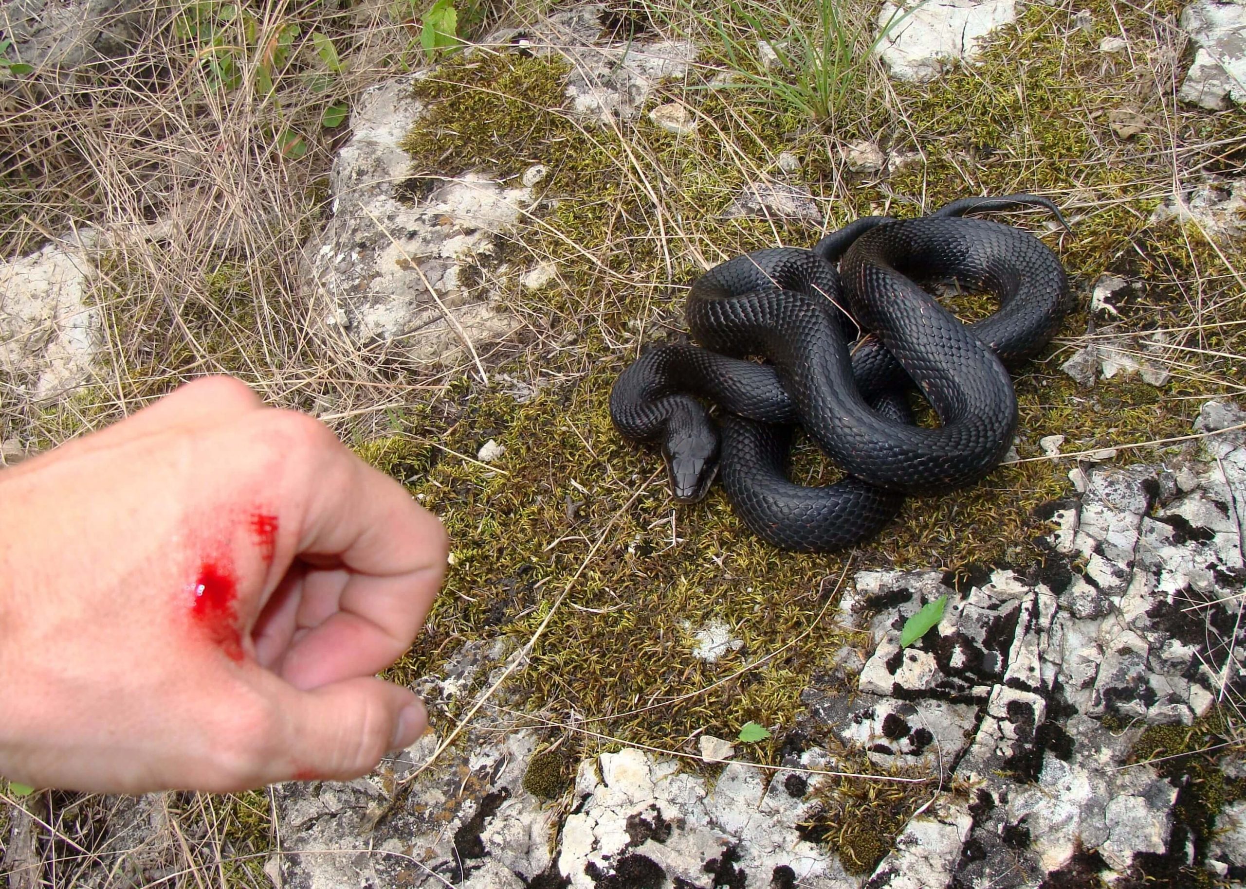 O que significa Sonhar com Cobra picando ou mordendo?