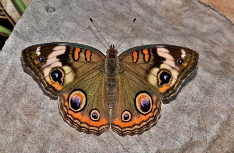 Borboleta marrom - Qual o significado espiritual?