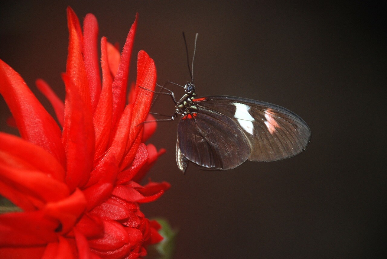 Borboleta Marrom Qual O Significado Espiritual 2798