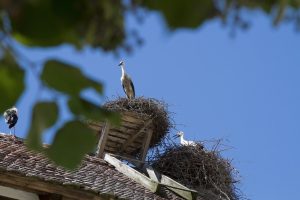Leia mais sobre o artigo O que significa quando um passarinho faz ninho na sua casa?