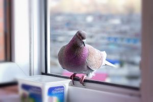 Leia mais sobre o artigo <strong>Pássaro cantando na janela – Significado espiritual</strong>