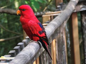 Leia mais sobre o artigo <strong>Qual é o significado espiritual do pássaro vermelho?</strong>